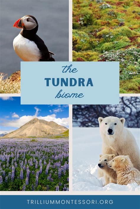 The Tundra Biome: Facts, Activities, Printables