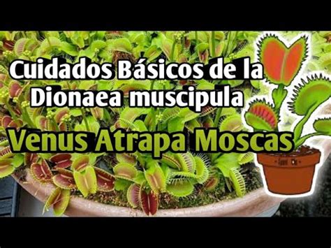 Cuidados básicos de la Dionaea Muscipula Venus Atrapa Moscas YouTube