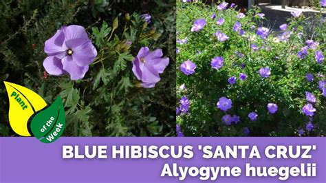 Blue Hibiscus Santa Cruz Alyogyne Huegelii Water Wise Perennial