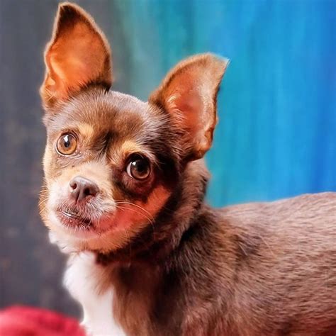 Dog For Adoption Kylie A Chihuahua In Puyallup Wa Petfinder