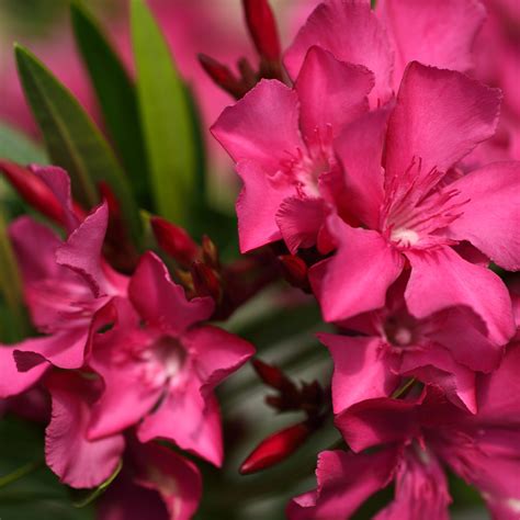 Laurier rose Angiolo Pucci Nerium oleander très compact à fleurs