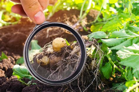 Garden Pest Management Deep Roots Hydroponics Santa Rosa Ca