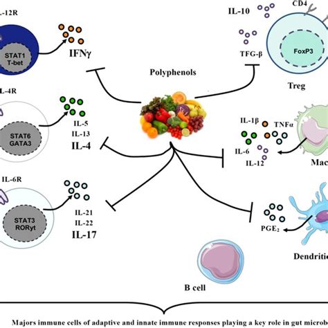 Innate and adaptive components of intestinal immunity | Download ... 