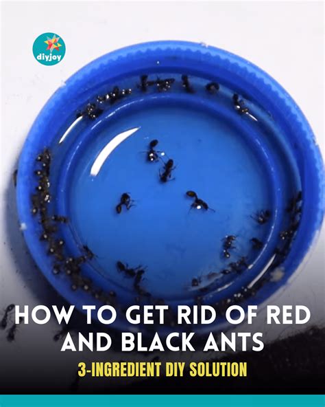 How to Get Rid of Red and Black Ants Using 3-Ingredients