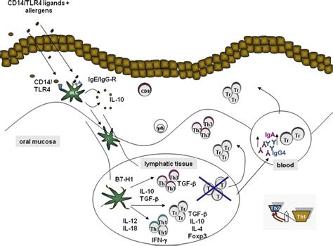 Dendritic Cells Bridging Innate And Adaptive Immunity In Atopic