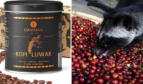 El Kopi Luwak Descubriendo El Secreto Detrás Del Café Más Caro Del