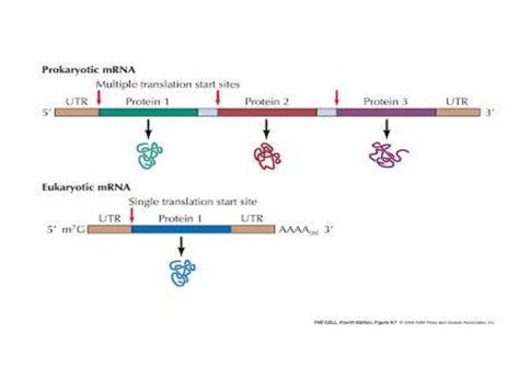 Structure And Function Of Messenger Rna Mrna