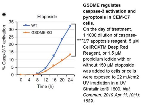 Apexbio Etoposide Topo Ii Inhibitor Cas