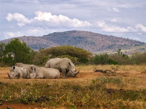 An Update on Rhino Poaching in South Africa - Rhino Recovery Fund