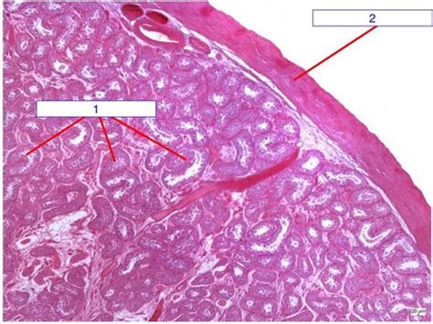 Histology Male Reproductive System Flashcards Quizlet