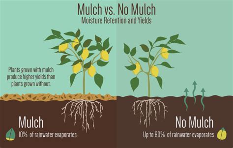 Mulch Much The Benefits Of Gardening With Mulch