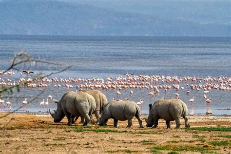 Parco Nazionale Del Lago Nakuru Di Giorni E Safari Sul Lago Naivasha