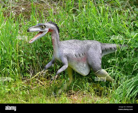 Model Of Troodon Hi Res Stock Photography And Images Alamy