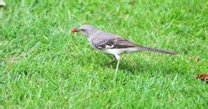 Mockingbird Behavior - AnimalBehaviorCorner