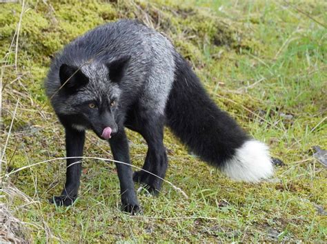Black Fox of San Juan Island « NORTHWEST WILDLIFE ONLINE