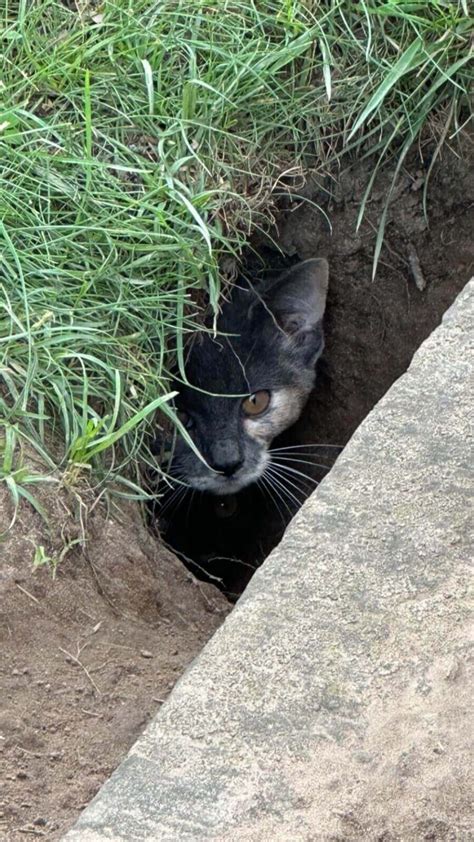 Homem resgata gato abandonado e o leva na viagem de moto mais incrível