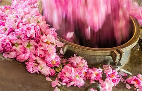 A Rosy Affair The Aroma And Benefits Of Damask Rose Essential Oil