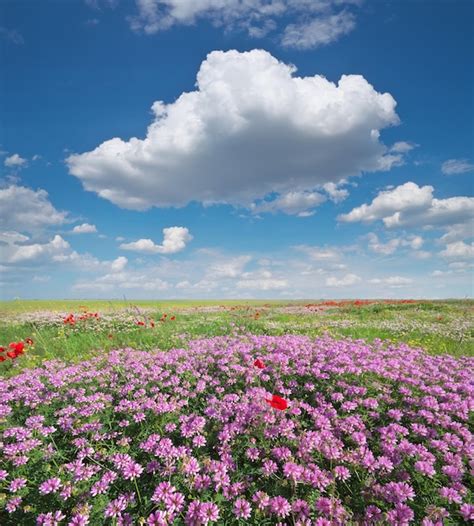 Premium Photo | Spring flowers in meadow