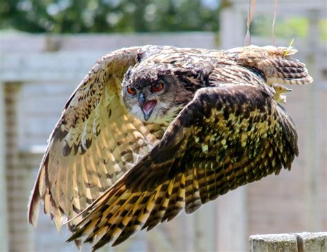 Free picture: owl flying, animal, bird, feathers