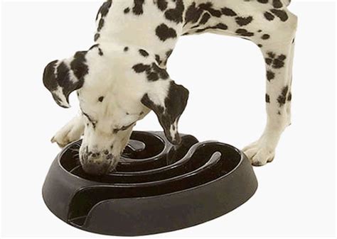 Top 10 Best Dog Products At Global Pet Expo 2013