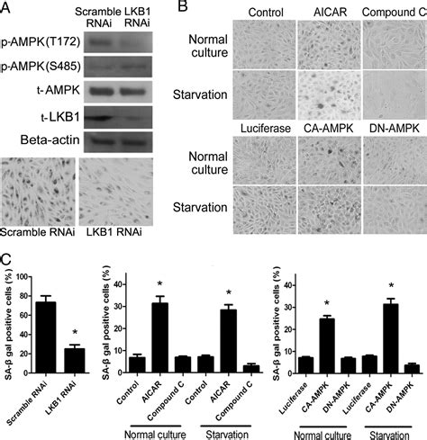 Sirt1 Promotes Proliferation And Prevents Senescence Through Targeting