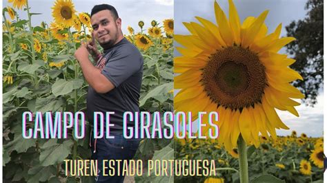 Visitando El Campo De Los Girasoles Turen Estado Portuguesa Venezuela