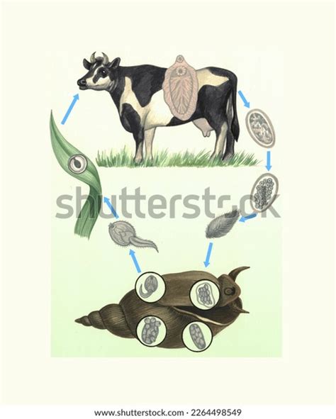 Realistic Color Scientific Illustration Life Cycle Stock Illustration