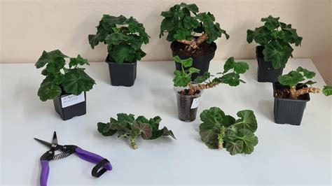 ИВ_Майя Плисецкая, Lara Harmony, Ю_Мерлезон-2, перевалки и формирование ...