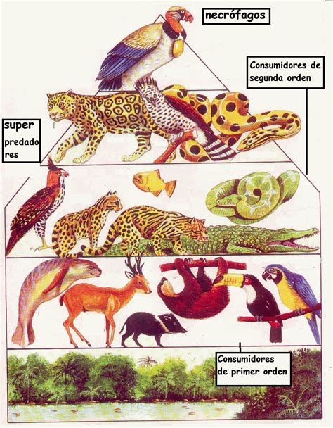 Piramides Y Cadenas Troficas Geografia Y Medio Ambiente