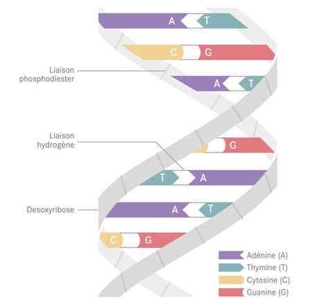 Découvrir And Comprendre L Adn Déchiffrer Pour Mieux Comprendre Le Vivant