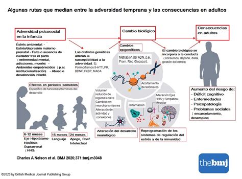 C Mo Act A La Adversidad Temprana Colectivo De Entidades De