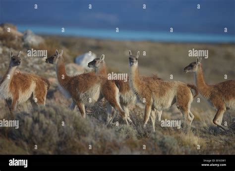 guanaco herd in Argentinean patagonia Stock Photo - Alamy