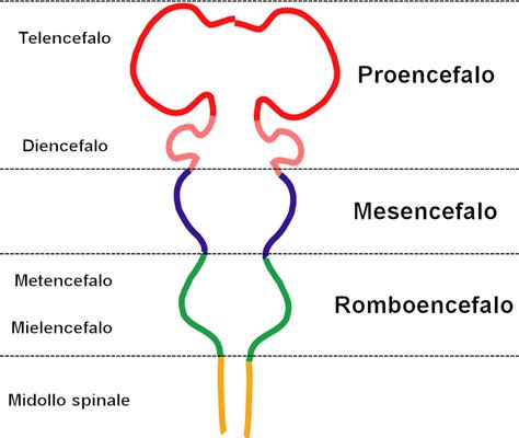 Tejido Y EmbriologÍa Del Sistema Nervioso