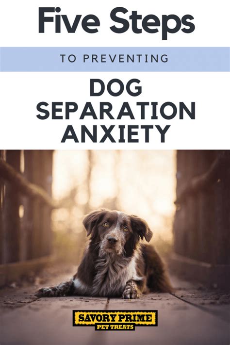 Five Steps To Preventing Dog Separation Anxiety Savory Prime Pet Treats