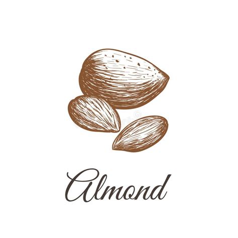 Almond Sketch Vector Illustration Almond Nut Stock Vector