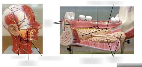 Salivary Glands Diagram Quizlet