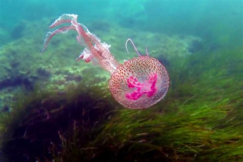 Premium Photo Mauve Stinger Purple Jellyfish Pelagia Noctiluca