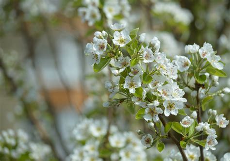 Free Images Tree Branch Fruit Flower Food Spring Produce