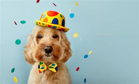 Funny dog celebrating at a birthday party Stock Photo by RuthBlack