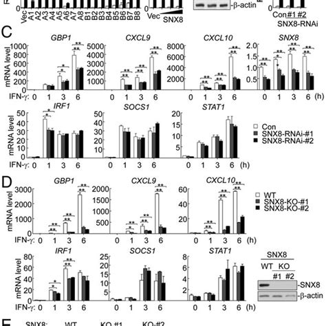 Identification of SNX8 as a positive regulator of IFNγ triggered