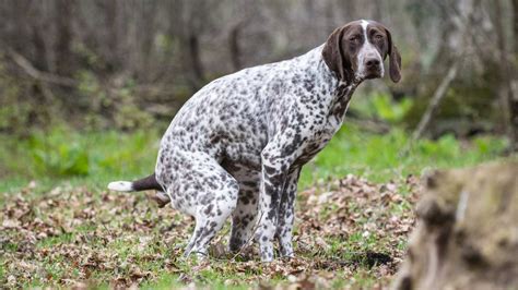 Coccidios en perros qué son contagio y síntomas