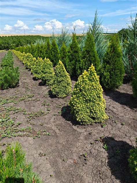 Ель карликовая канадская Дейзи Уайт. Picea glauca Daisy’s White | PLANTE.md