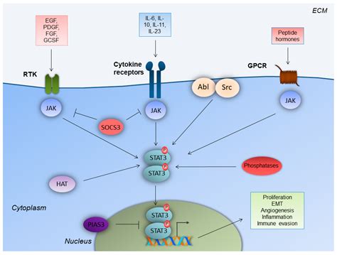 Biomedicines Free Full Text Targeting Stat3 Signaling Pathway In Colorectal Cancer