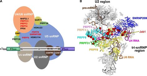 Frontiers Pre Mrna Processing Factors And Retinitis Pigmentosa Rna