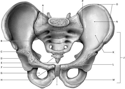 Pelvis Anterior Diagram Quizlet