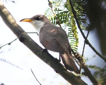 Cuckoo Bird | Facts, Classification & Habitat | Study.com