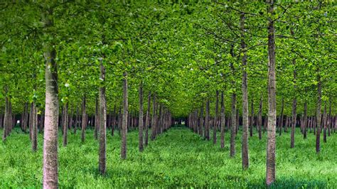 poplar-trees | Magickal Ingredients