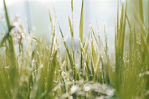 Close Up Photo Of Blades Of Grass · Free Stock Photo