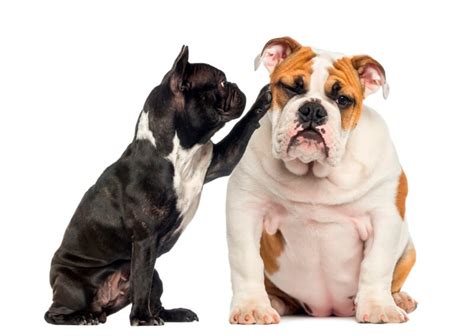 French Bulldog vs English Bulldog: Which Is Better - CT Breeder