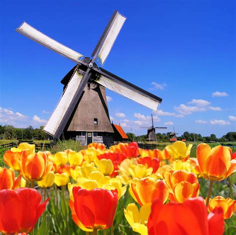 Frolic Among the Tulips in Holland